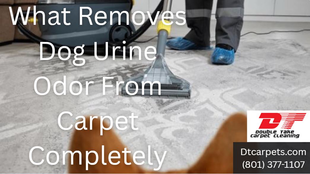 What Removes Dog Urine Odor From Carpet Completely