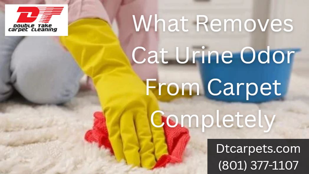 What Removes Cat Urine Odor From Carpet Completely