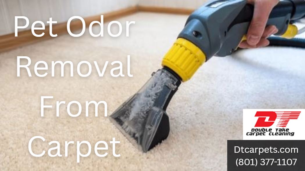 Pet Odor Removal From Carpet